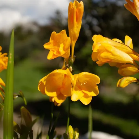 Noradia And Ginfred Corfu * Achílleion